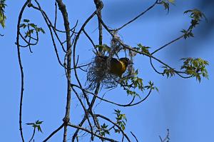 079 Oriole, Baltimore, 2023-05070136 Ipswitch river Wildlife Sanctuary,  MA